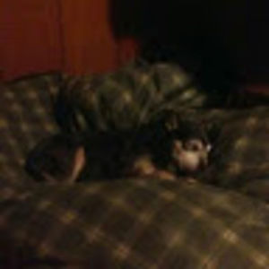 Meet your Posher, Pepper